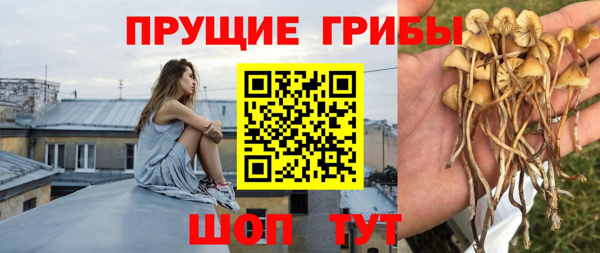 Прохладный  Псилоцибиновые грибы Psilocybine cubensis  Вход с VPN 